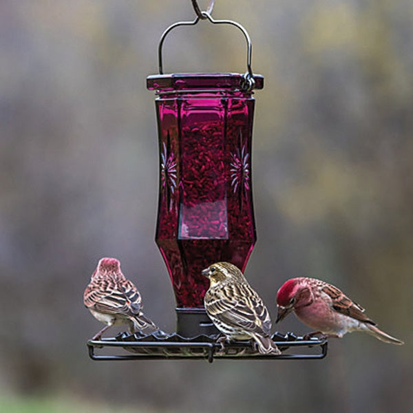 Perky-Pet 8137-2 Wild Bird Feeder, 0.56 lb, Glass, 9.1 in H