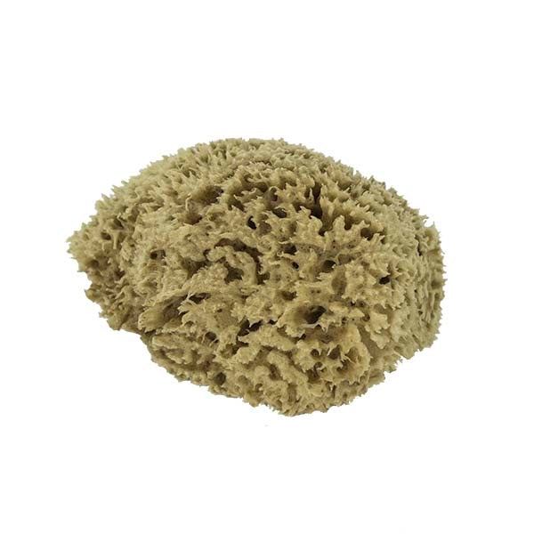 The Natural SW#1-5060C Sea Wool Sponge, 5 to 6 in L, Natural