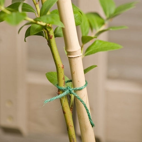 Gardener's Blue Ribbon BB5N Plant Stake, 5 ft L, Bamboo, Natural