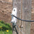 Zareba ALA-Z Electric Fence Lightning Arrestor