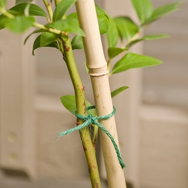 Gardener's Blue Ribbon BB6N Plant Stake, 6 ft L, Bamboo, Natural