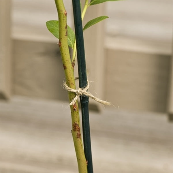 Gardener&#39;s Blue Ribbon BB3 Plant Stake, 3 ft L, Bamboo, Natural Bamboo