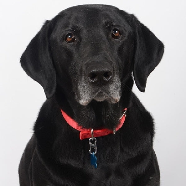 Nite Ize PLSBM-01-R3 Tag Lock, Stainless Steel, Black