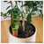 Plant Nanny Company P09 6052 Wine Bottle Stake, 7 in L