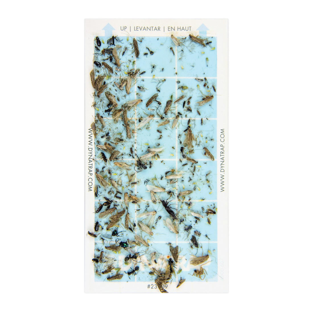 DYNATRAP D99 DT3009 Flylight Insect Trap, 9-1/2 in L Trap, 3-1/2 in W Trap, Black Pack