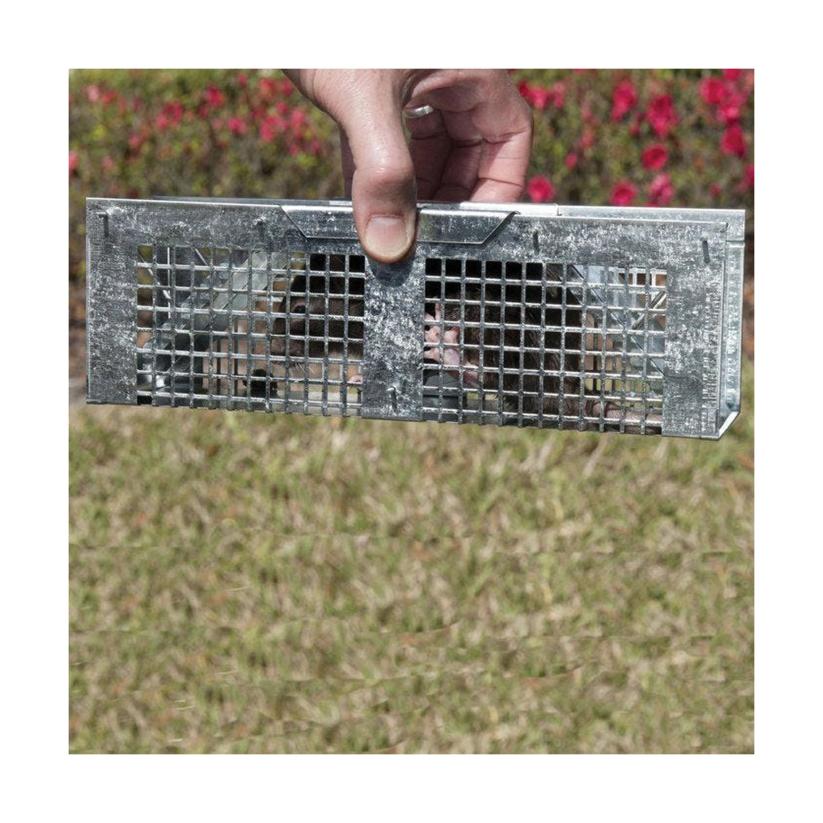 Havahart 1020 Extra-Small Animal Cage Trap, 10 in L, 3 in W, 3 in H, Gravity-Action, Spring-Loaded Door