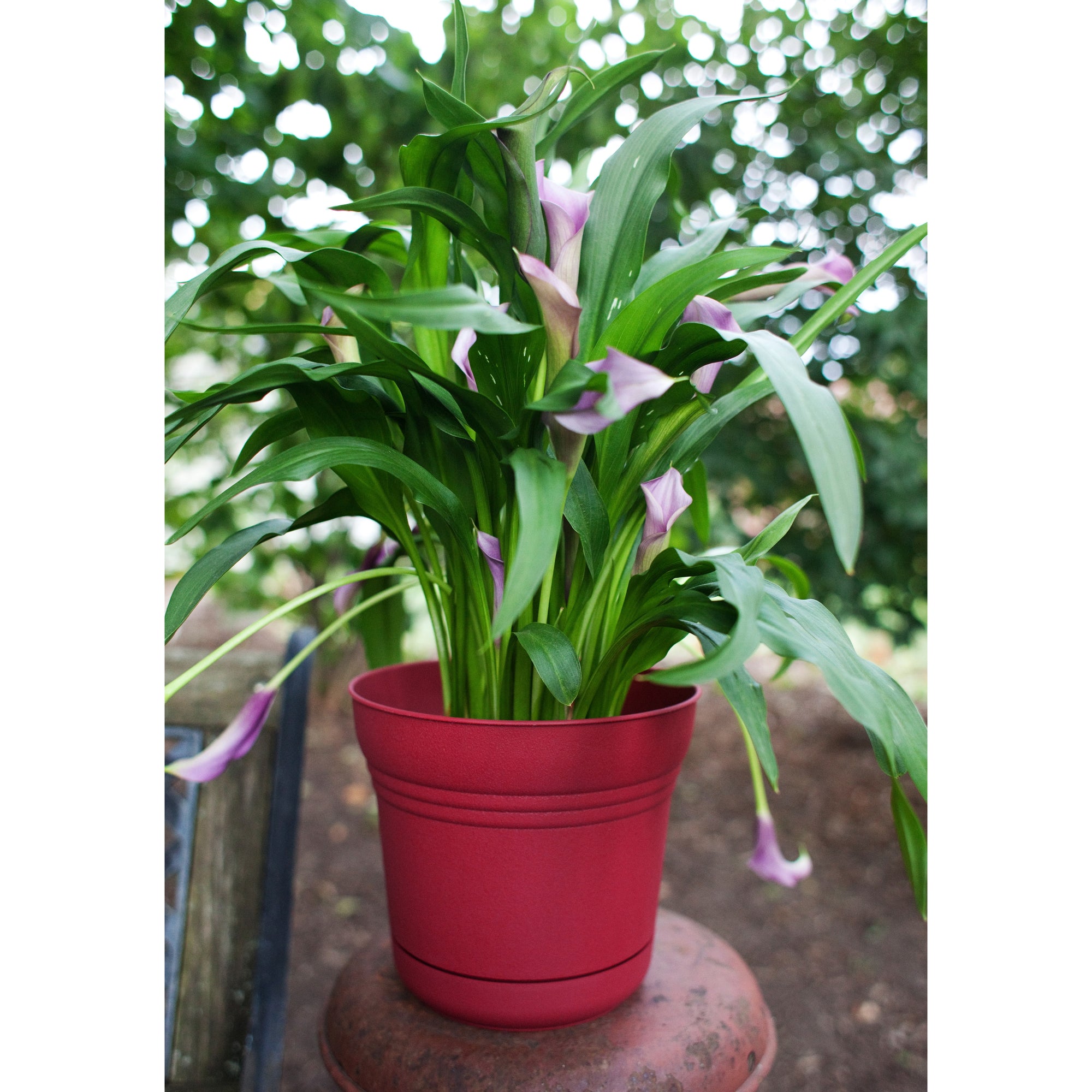 Bloem Saturn SP1012 Planter, 8-1/2 in W, Plastic, Union Red