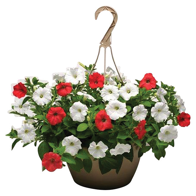 Live Plant, Deluxe Hanging Basket, 10 IN , White Tag